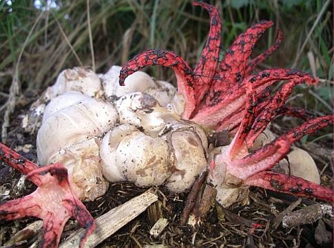 Octopus Stinkhorn