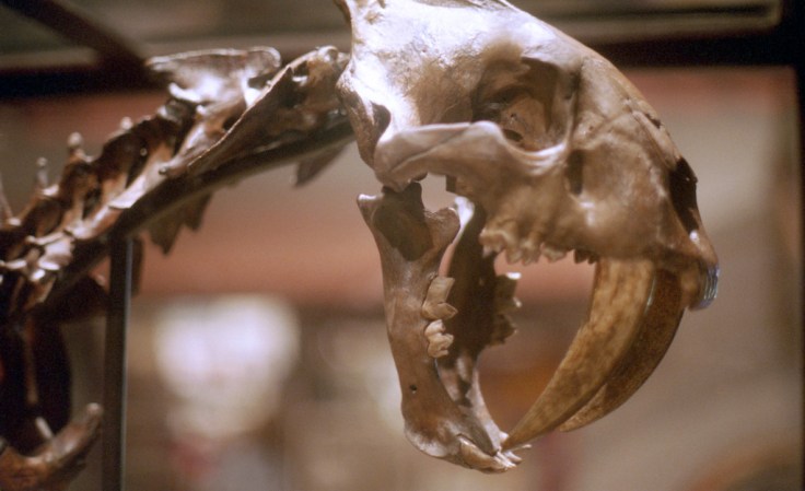 Life in Los Angeles was brutal for saber-toothed cats