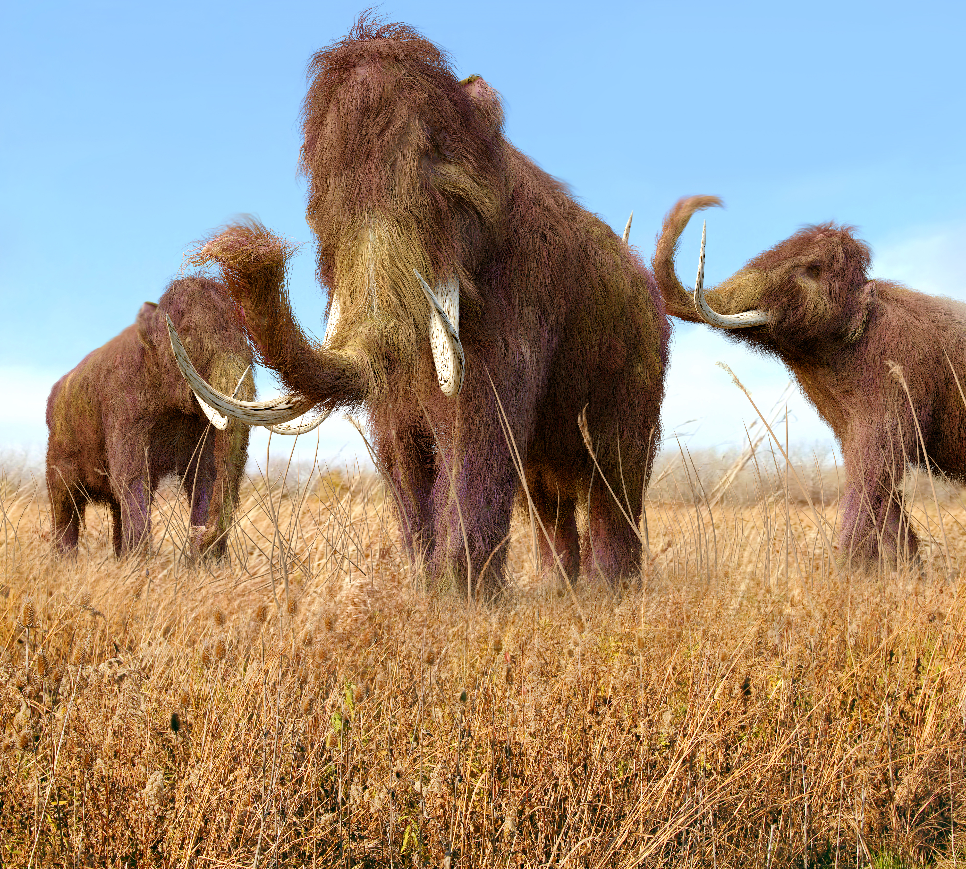 woolly mammoths