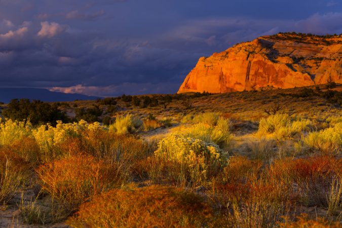 We don’t have a full picture of the planet’s shrinking biodiversity. Here’s why.