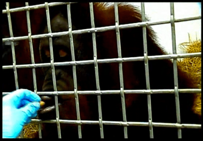 Watch This Orangutan Make Sounds That Resemble Human Speech