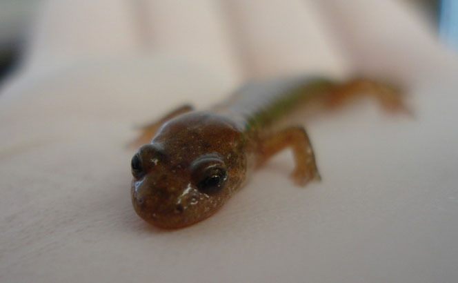 Using Unique Hip Twist, Salamander Can Leap 10 Times Its Body Length