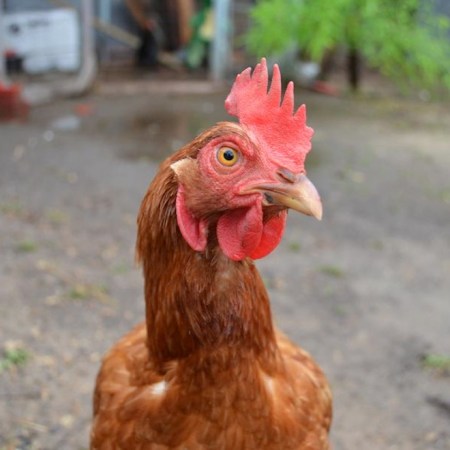 Breeding Bald Poultry To Withstand Global Warming