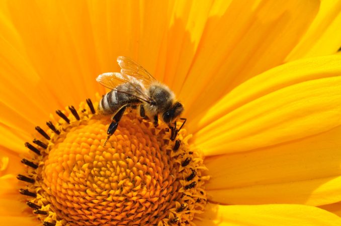 A bee lands on a yellow flower.