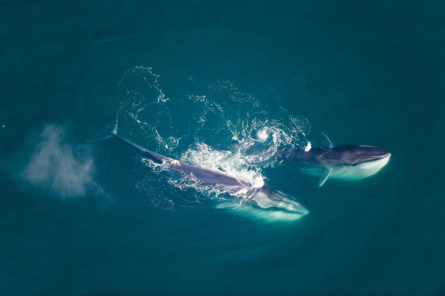 fin whales