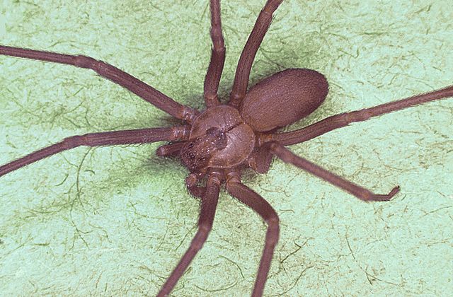 Brown recluse spider.