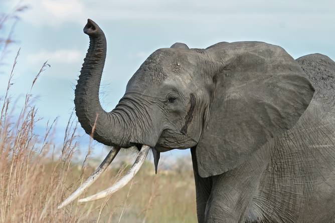 Using DNA Forensics To Track Elephant Poachers