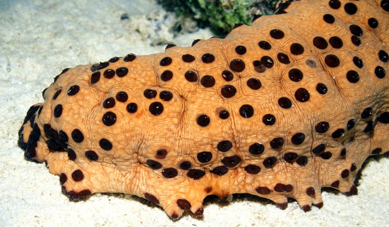 The Hidden Talents of the Lowly Sea Cucumber