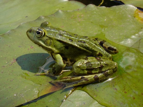 A Ribbit-ing Concept In Wound Healing