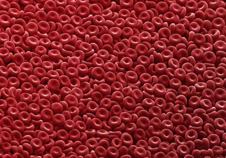 a spread of red blood cells
