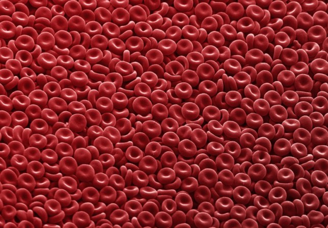 a spread of red blood cells