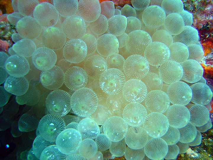 Bubble coral