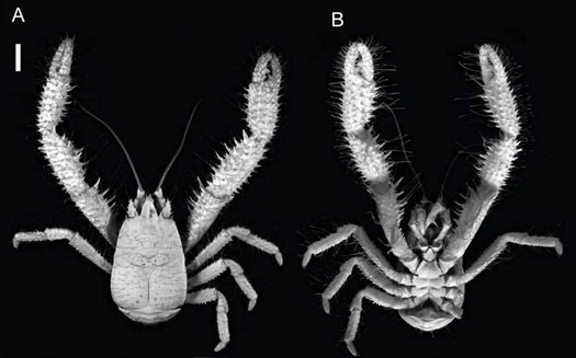 Video: A Yeti Crab That Grows Its Bacterial Meals on Its Own Body