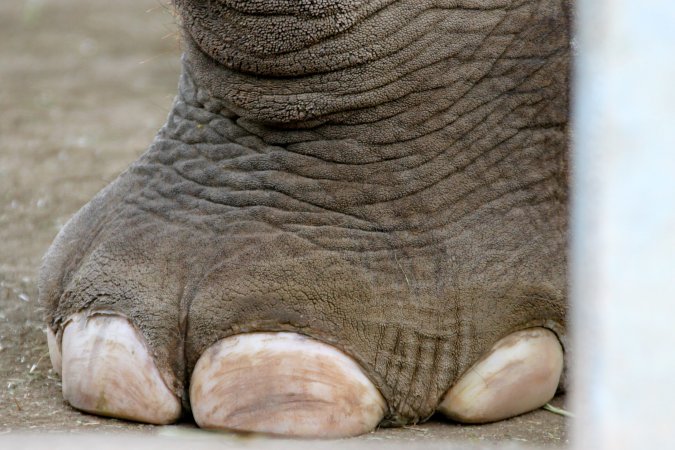 Elephant Footprints Are Filled With Tiny Critters