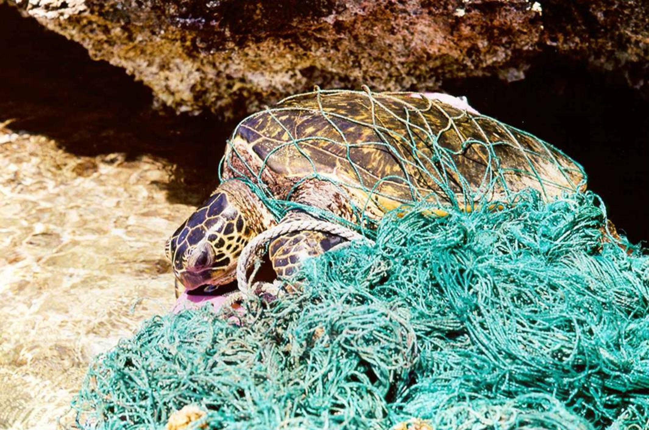 fishing net