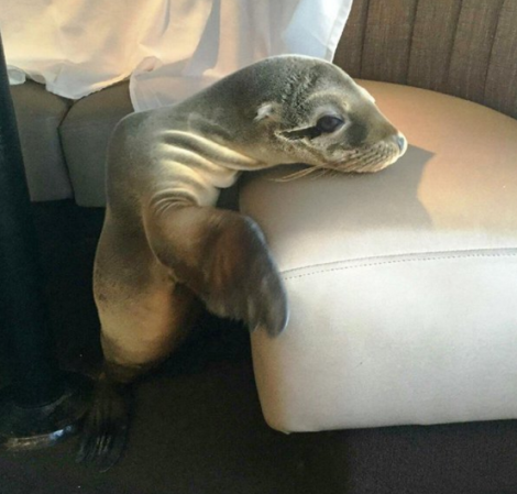 Hungry Sea Lion Pup Found In San Diego Restaurant