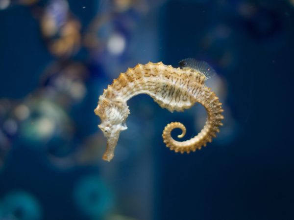 Why Do Seahorses Have Square Tails?