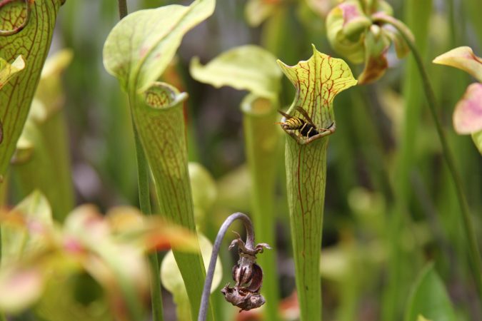 Pitcher plant