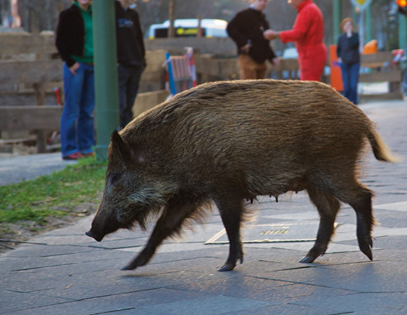 We’re Losing The Battle Against Wild Pigs