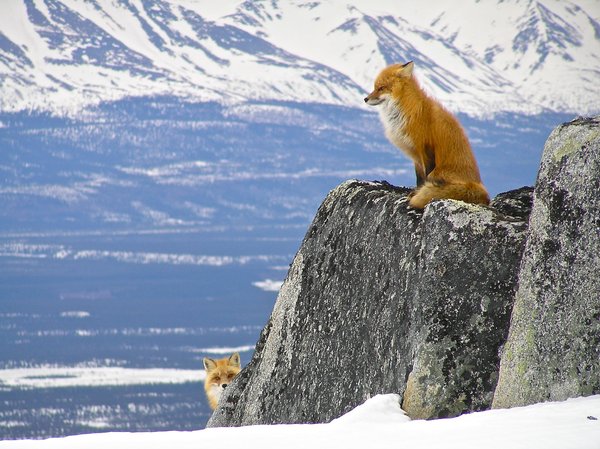 Black Hole Jets, Snowy Foxes, And Other Amazing Images Of the Week