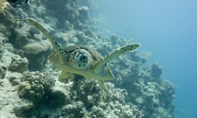 Eleanor the sea turtle swam through a tropical storm and survived