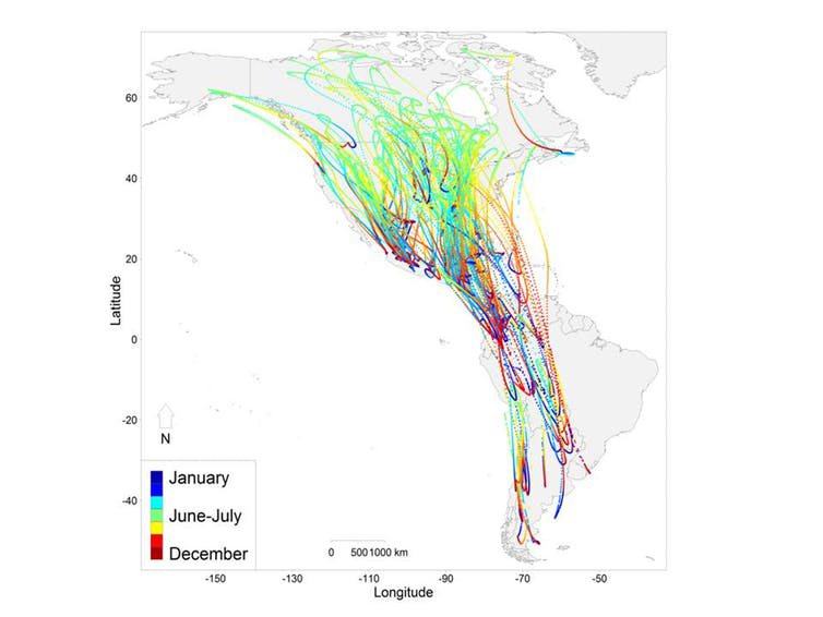 migration patterns