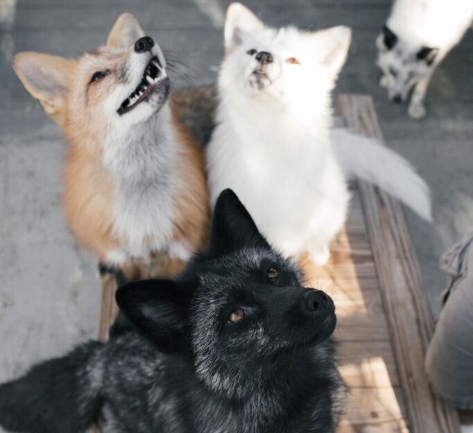 three domesticated foxes