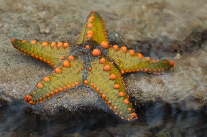 sea star