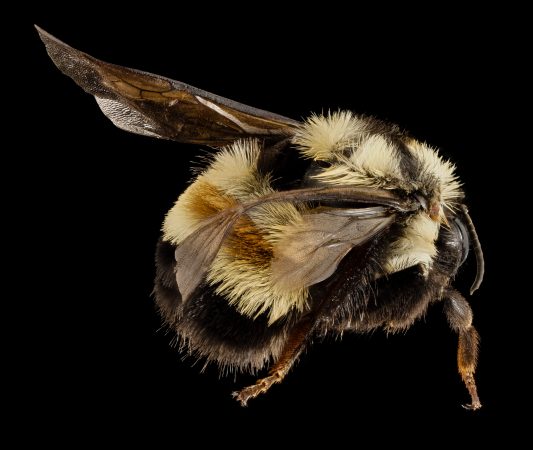 rusty patched bumblebee