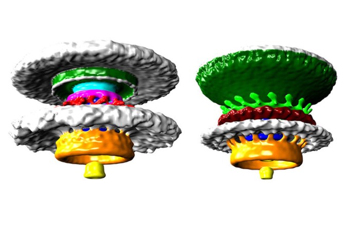 3D flagellum 