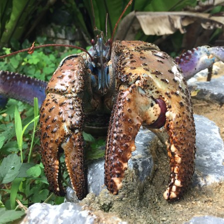 Coconut crab claws are insanely strong