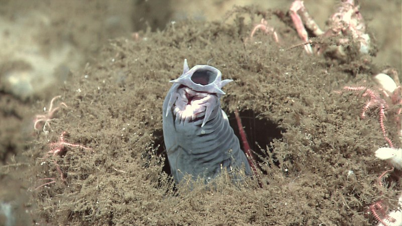 The world’s fastest shark is no match for a sack of flaccid hagfish skin