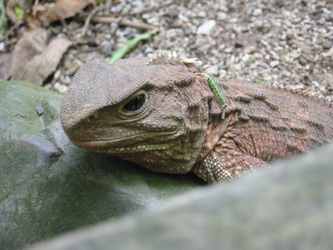 Dino-aged Reptile Makes a Comeback