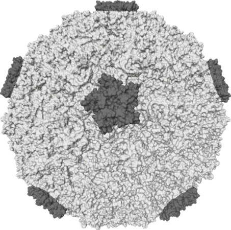 IBM Supercomputer Simulates Common Cold Virus