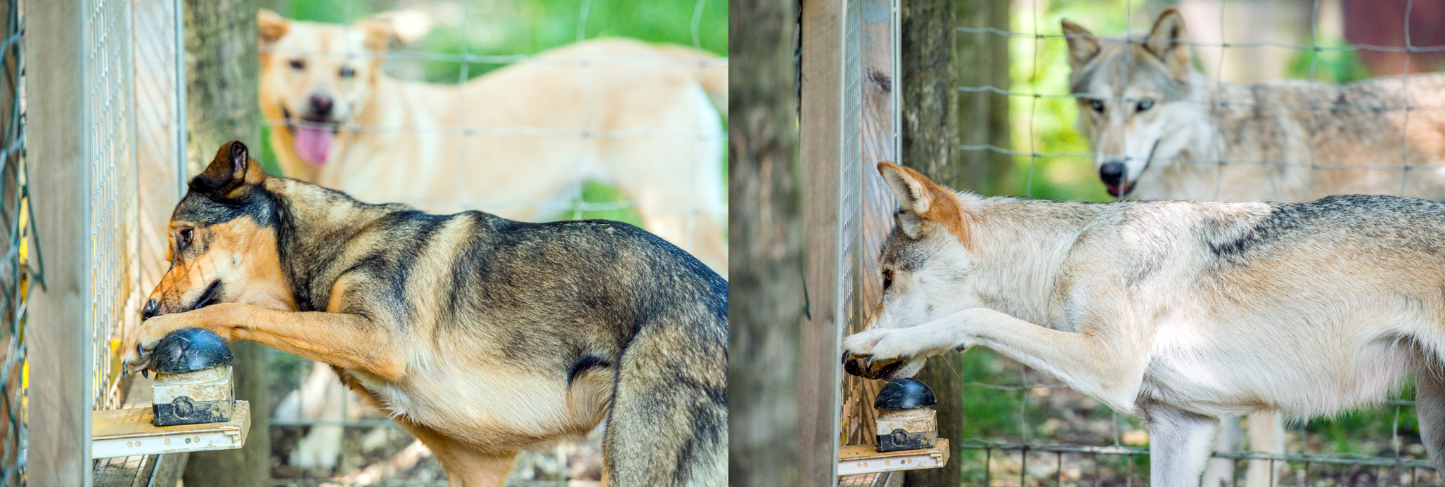 Dogs and wolves pressing button