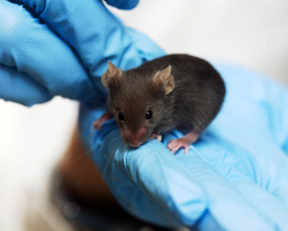 With A Chemical Injection, Blind Mice Can See