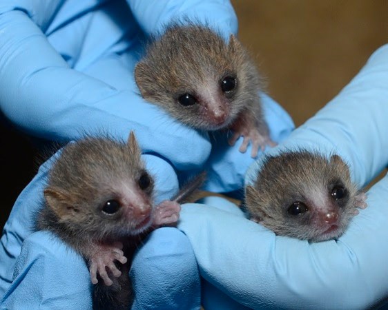 Baby gray mouse lemurs