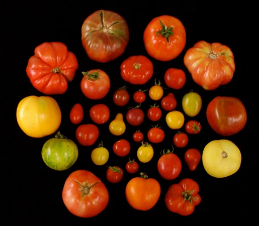 heirloom tomatoes