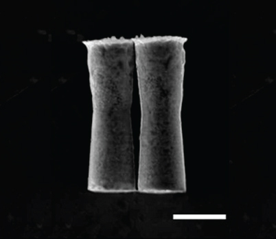 Bubble-Propelled Microbots Zoom Around Inside Live Mice