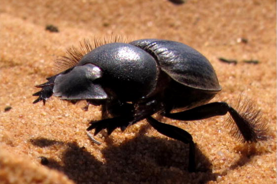 The World’s Only Galloping Insect Runs Like A Race Horse In Slow-Mo