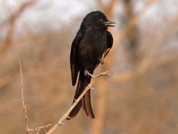 This Deceptive Bird Imitates Animal Calls To Steal Food