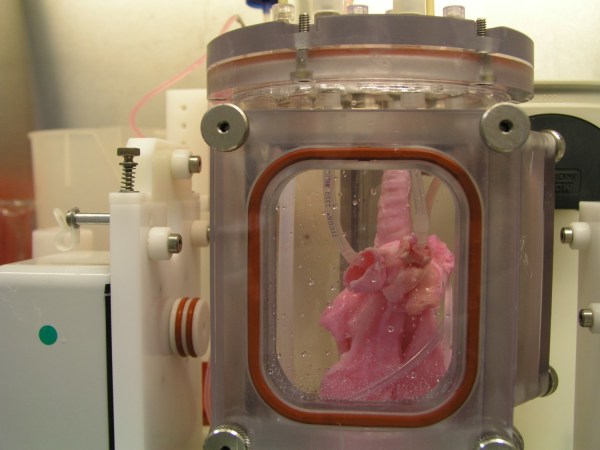 Lab-grown pig lungs are great news for the future of organ transplantation