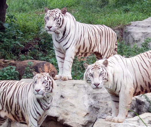 Scientists Find One Gene Responsible For All White Tigers