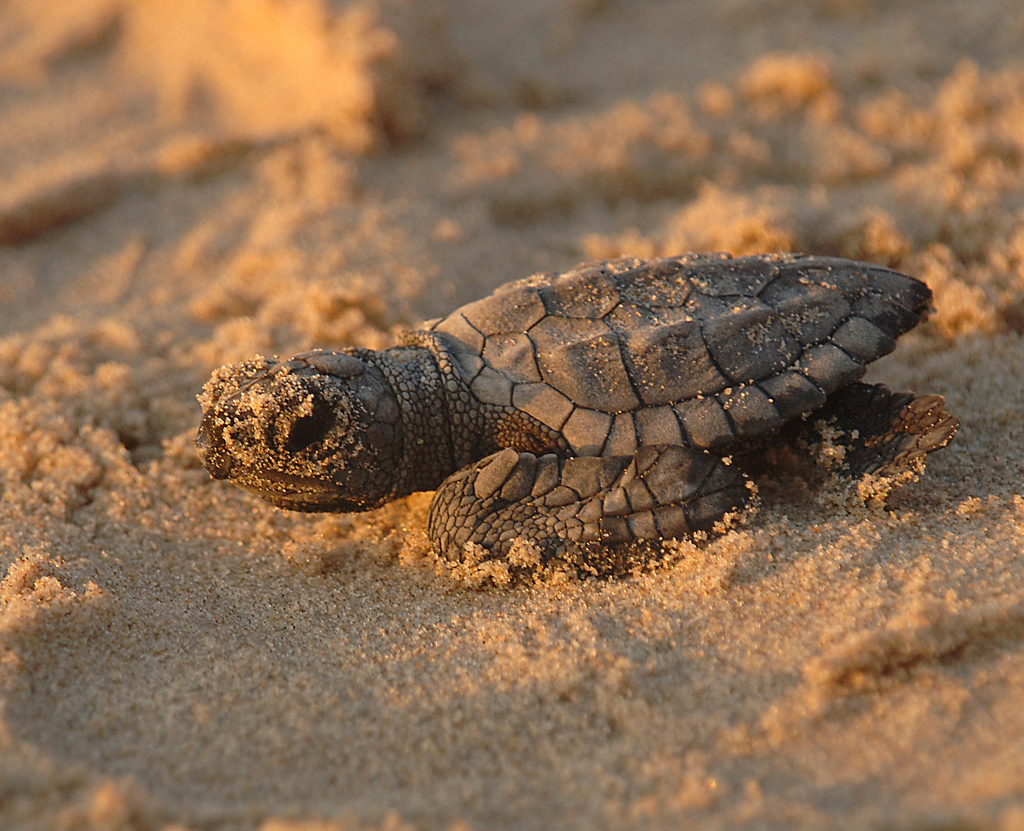 Turtle hatchling close-up, Texas