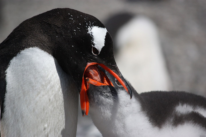 Adult gentoo penguin feeds its chick