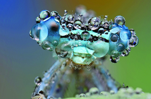 Megapixels: A Dew-Covered Damselfly