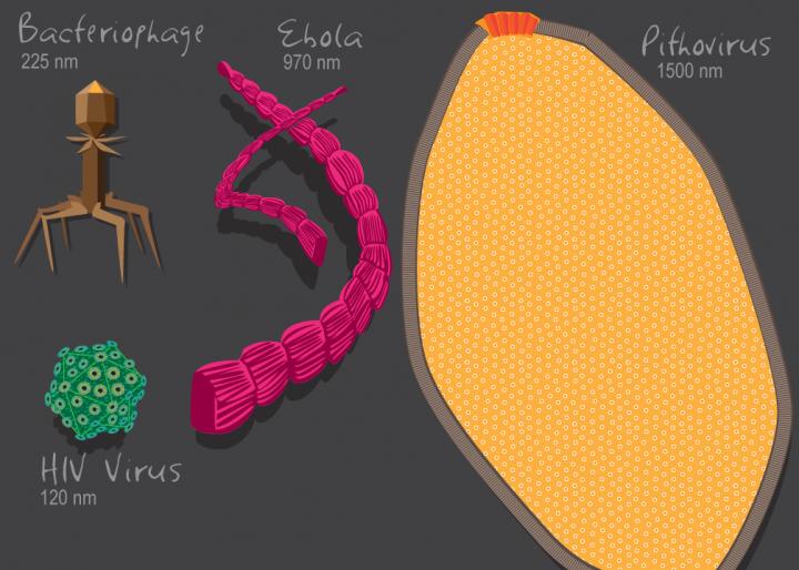 Viral Diversity