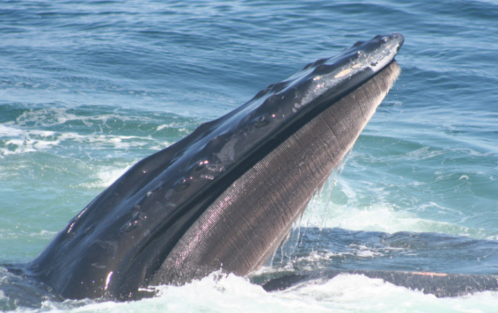 Humpback Whales Learn New Tricks By Watching Their Friends