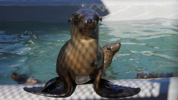 A Stranded Sea Lion Strolls Through San Francisco