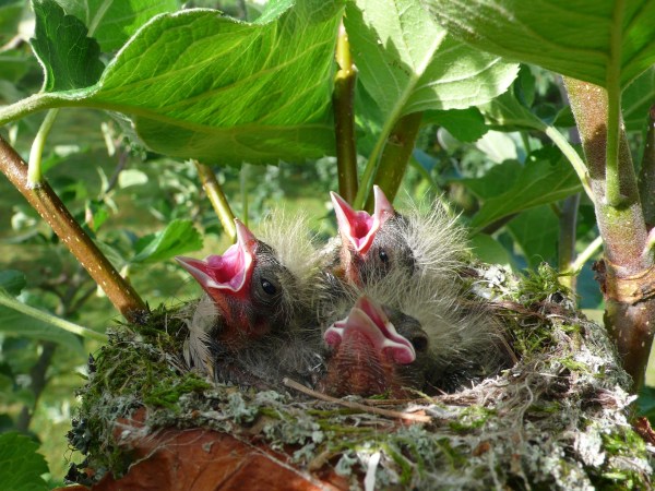 A bird’s song might be in her genes